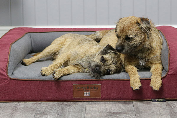 Choosing a Dog Bed For More Than One Dog