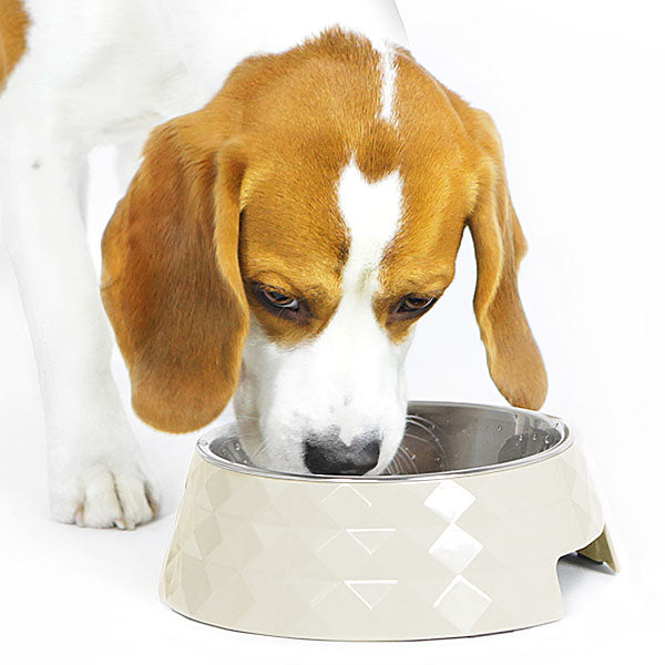 Choosing a Feeding Bowl for your Dog