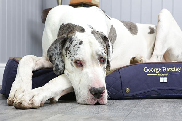 dog beds for large dogs 