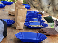 Image shows a table top with lots of small blue trays containing coffee beans, along with paper bags of beans, and a person's hand resting on the table.