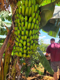 Bananas growing on a tree on a Kenyan farm