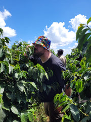 Mark takes a close look at coffee plants on a Wanjuki Estates farm