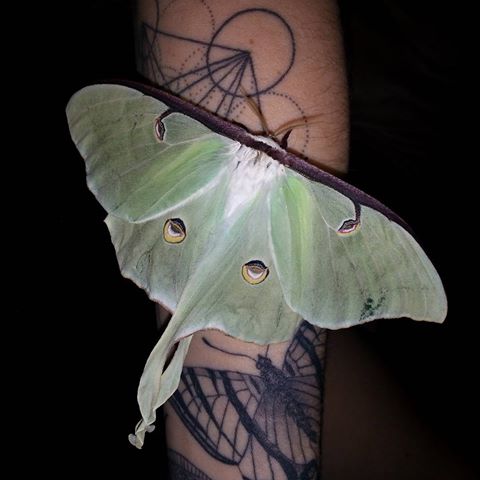 adult luna moth