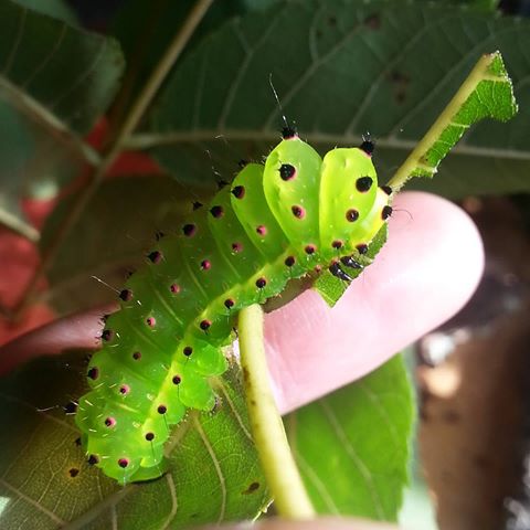 luna moth caterpillar