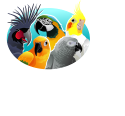 BIRD TOYS - BIRD SUPPLIES - BIRD FOOD