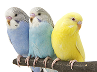 Budgies & Parakeets