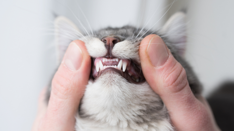 health concerns in cats showing a cats teeth
