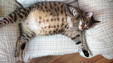 feline obesity and how to help