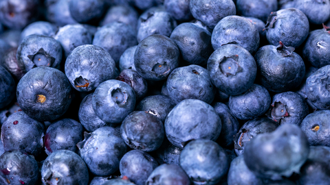 blueberries for pet liver health