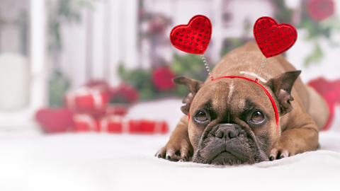 valentines dog photoshoot