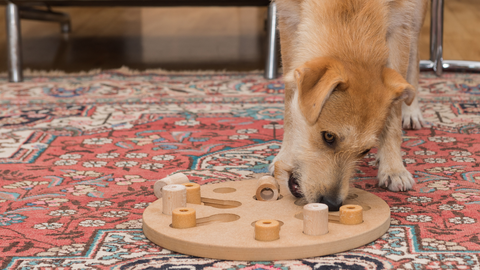 How Enrichment Toys Keep Your Dog Happy and Healthy — Golden