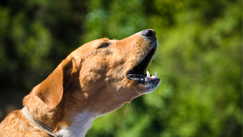 signs of seperation anxiety in pets