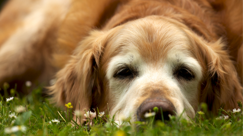 old golden retriever laying in the grass