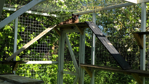 enrichment for cats