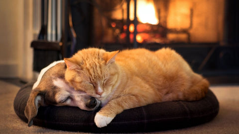 cat and dog enjoying sitting in front of a fireplace