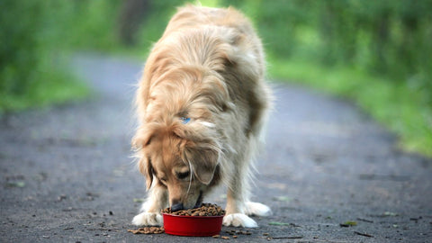 a dog enjoying some dog food with natural supplements in nature