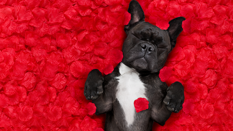 valentines dog photoshoot