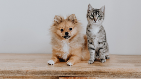 dog and cat supplements