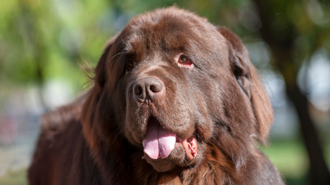 4 common health concerns in large breed dog