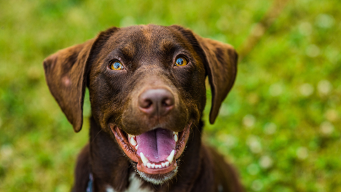 brown happy dog