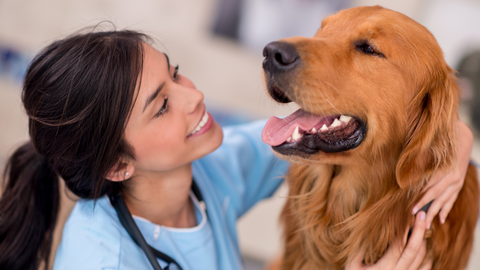 how to treat dermatitis in pets