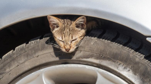 winter car safety for cat owners