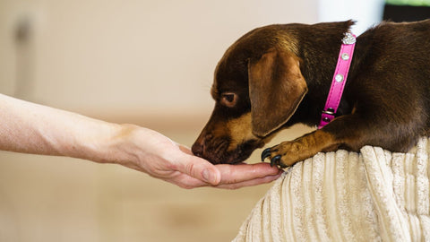 small dog licking owners hand