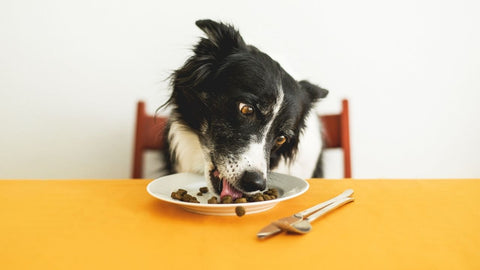 a dog eating dinner off a plate