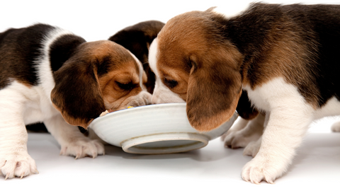 three puppies eating from a white dish