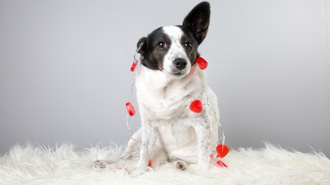 valentines dog photoshoot