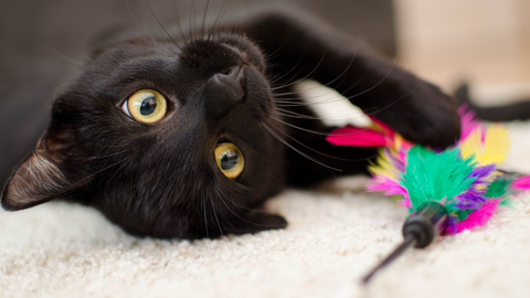 enrichment for cats