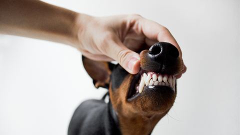 dental hygiene and your dog and cat