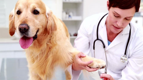 dog getting its nails trimmed