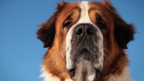 4 common health concerns in large breed dogs