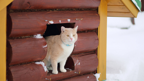 shelter for cats in the winter