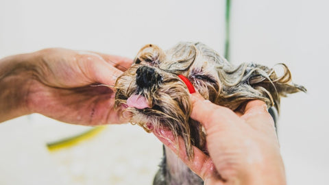 dog taking a bath