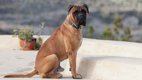 common health concerns in large breed dogs