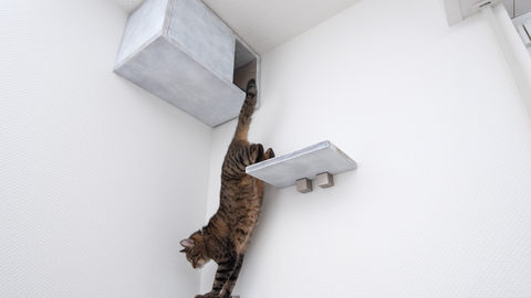 enrichment for cats