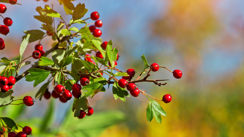 hawthorn berry for you and your dog and cat