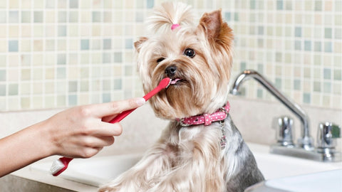 dog getting its teeth brushed by owner