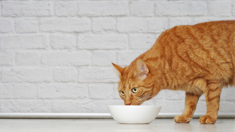 senior cat care eating food