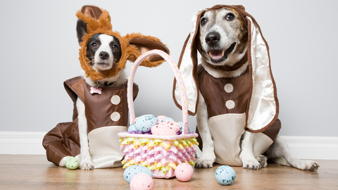 celebrate Easter with your dog