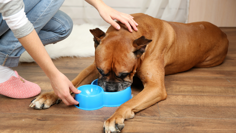 brown boxer dog eating from a blue dog dish