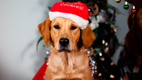 Christmas golden retriever