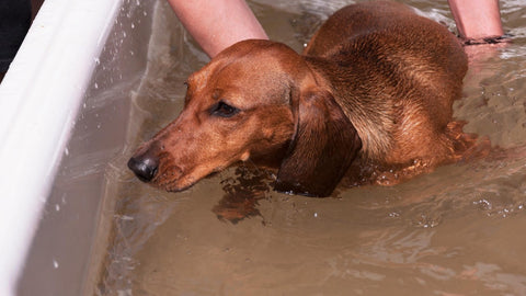 hydrotherapy for dogs and cats