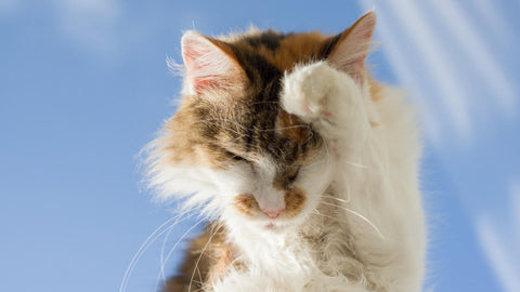 signs of allergies in pets cats and dogs