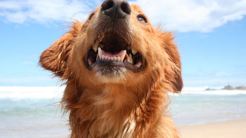 how to help your pet with allergies golden retriever smiling