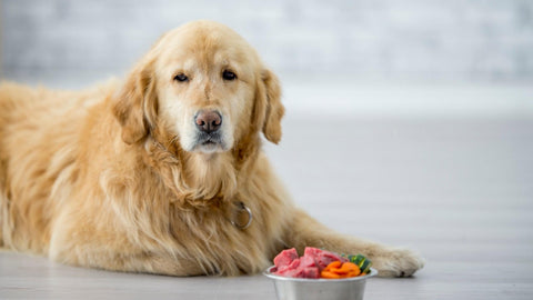 how to help your dog or cat with allergies golden retriever