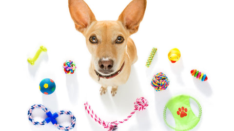 how to take care of dog and cat cognitive health and dog with toys