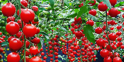 Train Your Tomatoes 6 Crop Manipulation Tips For Improved Yields